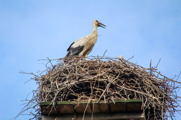 Ein Storch steht auf seinem Nest.