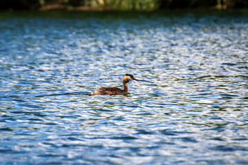 Ein Haubentaucher auf einem Gewässer.