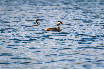 Ein Haubentaucher auf einem Gewässer.