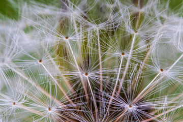 Dandelion Florets and Seeds on Head 