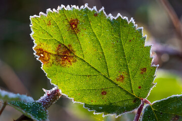 Frosty Sunlit Leaf