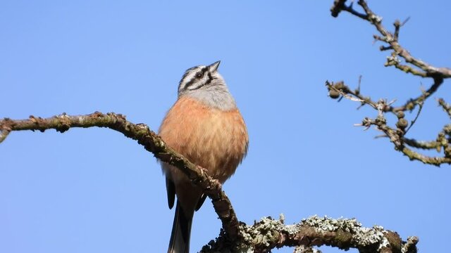 Zippammer (Emberiza cia) im Moseltal