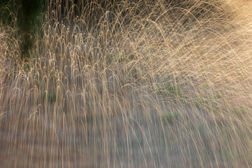 Water Spray from Sprinkler backlit by Sun