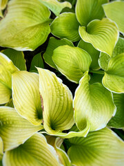 Green leaves photo. Concept plant and garden