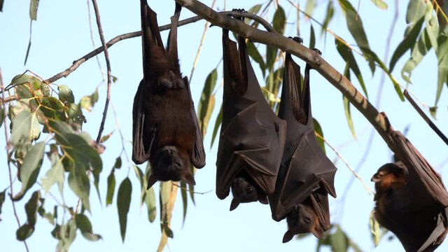 male fruit bats roosting at nitmiluk gorge, also known as katherine gorge at nitmiluk national park in the northern territory