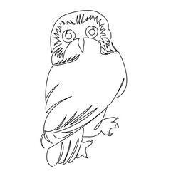 owl
