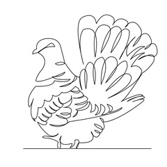 pigeon