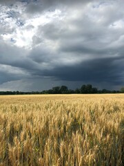 wheat field under sky