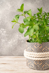 A mint plant in a flowerpot. Fresh green organic mint leaf. Peppermint in small flowerpot. Vertical image