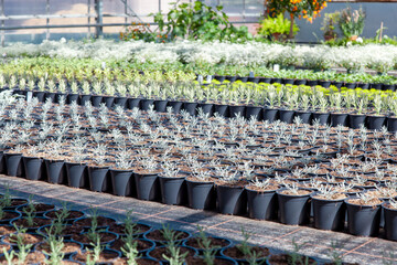 Indoor farming agriculture. Pot Plants and green vegetables in Commercial Green House. Young plants growing in a very large nursery. Beautiful flowers in a green house