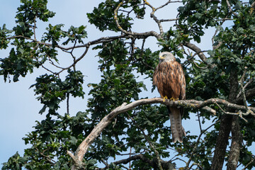 proud looking red kite sitting on a tree branch