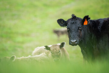 Beef cows and calves grazing on grass