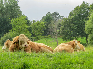 beautiful brown bull and cows lying in the meadow waiting for rain