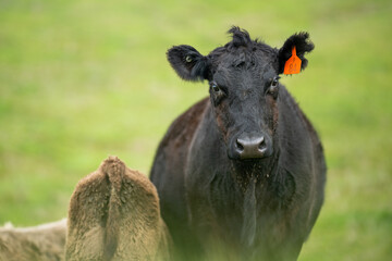 Beef cows and calves grazing on grass