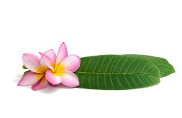 Frangipani flowers with leaves isolated on white