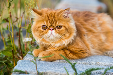 Naklejka na ściany i meble Funny Young cute Red Persian cat Portrait walking in the park