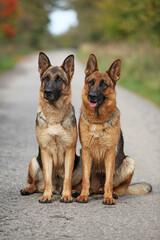 Nice couple of German Shepherd in autumn