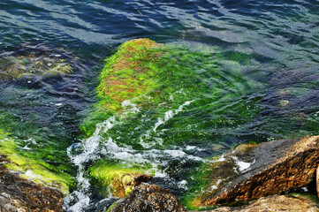 View of the sea waves and large stones near the coast. The stone is overgrown with algae.
