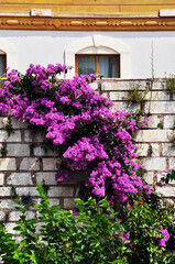 Fototapeta na wymiar A garland of flowers on a stone fence. Purple flowers on the fence of a residential building.