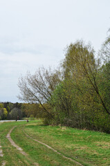 Panoramic view of a dirt road in the forest. Cloudy summer day in the forest.