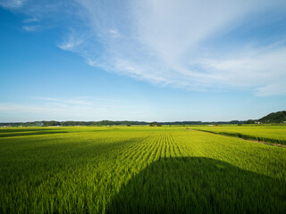 Fototapeta premium green field and blue sky