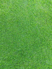 green grass background