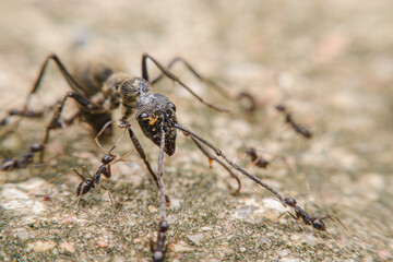 Many small black ants are attacking the big black ant, closeup ant.