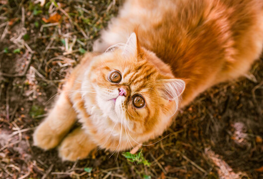 Funny Red Persian cat in autumn background, top view