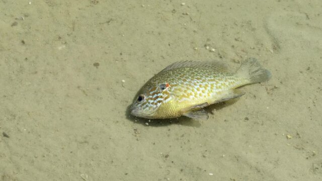 Dead fish by the coast line. Water pollution, environmental disaster.  Ecology, ocean conservation, fish die off, marine. One dead perch Lepomis Gibbosus on the sand in water at the river shore, close