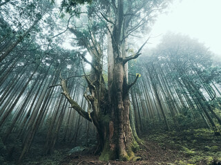 Photo Stock 【静岡県】伊豆の巨木 霧の中のおばけ杉 | Adobe Stock