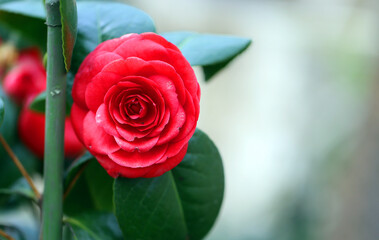 Pink camellia is bright in a beautiful garden - 447916613
