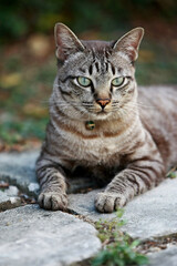 Lovely gray cat sitting at outdoor