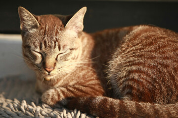 Lovely gray cat sitting at outdoor
