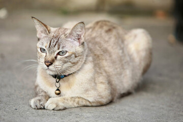 Fototapeta na wymiar Lovely gray cat sitting at outdoor