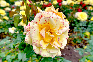 yellow rose in garden with pink spots 