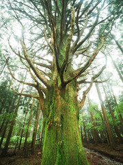 【静岡県】伊豆の巨木 霧の中のおばけ杉
