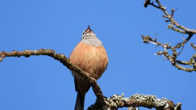 Zippammer (Emberiza cia) im Moseltal