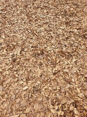 가을날 갈색으로 변해 떨어져 수북히 쌓인 낙엽