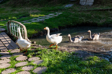 Group of white Pekin Ducks quacking Group of white Pekin Ducks quacking geese duck stock pictures