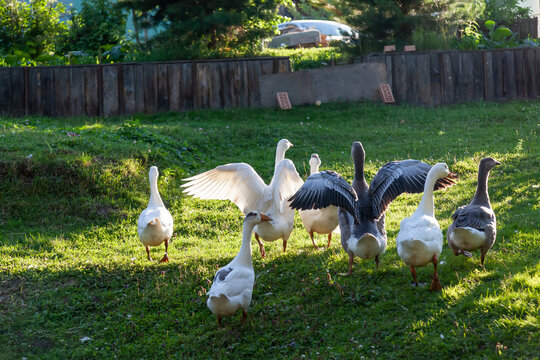 Group of geese and ducks spreading wings quacking near the small pond on summer sunny day. Hunting  and farming birds.