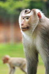 The leader of a herd of monkeys in Khao Yai National Park, Thailand