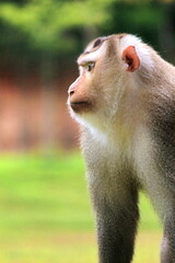 Monkeys in Khao Yai National Park, Thailand