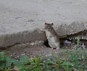 A wild rat sits next to a hole under a concrete slab
