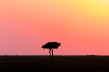 Single tree in a sunset on the African savanna