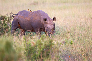 Black rhinoceros with yellow-billed oxpecker on her back