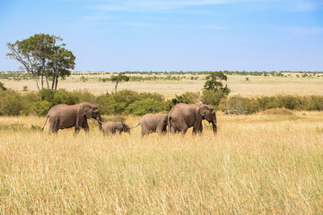 Family group with Elephants on the savanna in Maasai Mara Game Reserve
