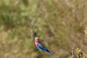 Lilac breasted roller on a twig looking up