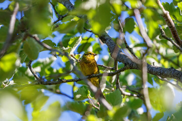 Yellowhammer sitting in a tree at summer