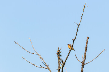 Whinchat bird sitting on a branch