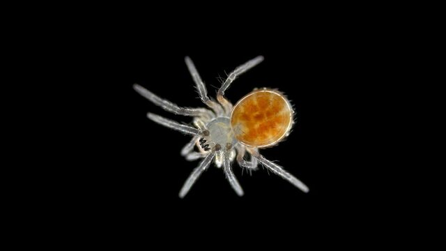 Opisthothelae Bilder Durchsuchen 52 Archivfotos, und